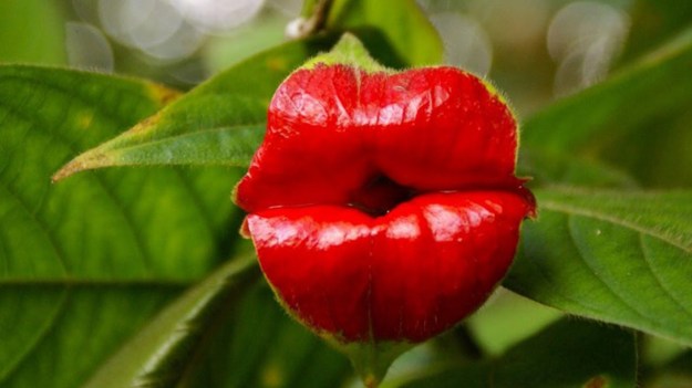 kiss flower dra martha castro noriega tijuana baja california mexico usa los angeles