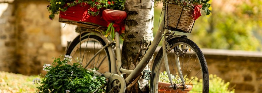 cycling flowers dra martha castro tijuana mexico california america usa