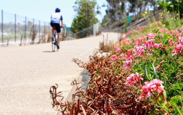 cycling flowers dra martha castro tijuana mexico california america usa