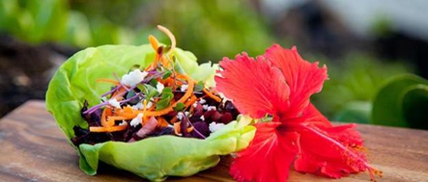lettuce food dra martha castro tijuana mexico baja california america