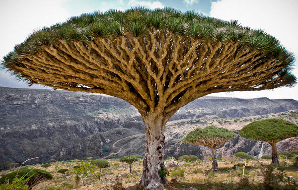 exotic rare trees around the world inspiration beauty dra martha castro noriega tijuana mexico