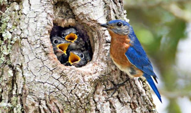 birds nature bird watching blogging dra martha castro noriega tijuana mexico