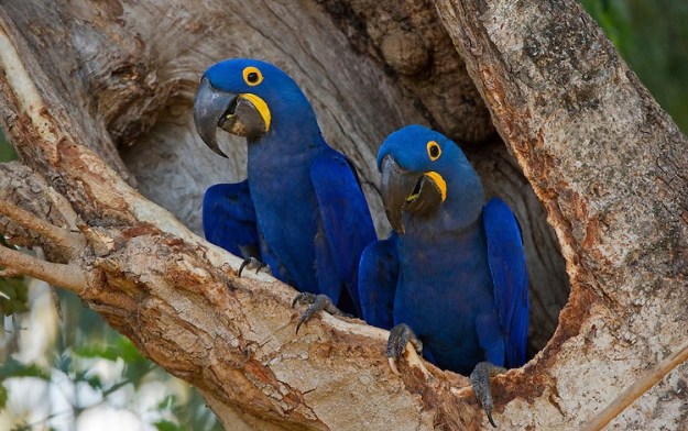 birds nature bird watching blogging dra martha castro noriega tijuana mexico
