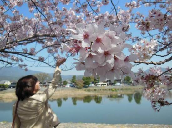 japan travel cherry blossoms dra martha castro noriega tijuana baja california mexico los angeles usa america