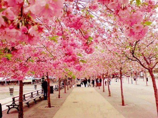 japan travel cherry blossoms dra martha castro noriega tijuana baja california mexico los angeles usa america