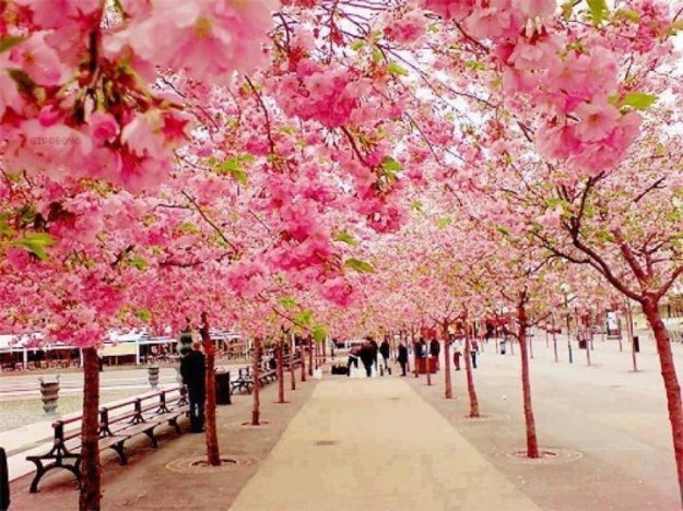 japan travel cherry blossoms dra martha castro noriega tijuana baja california mexico los angeles usa america
