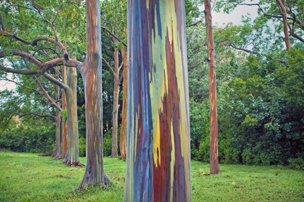 exotic rare trees around the world inspiration beauty dra martha castro noriega tijuana mexico