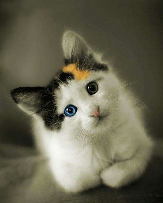 cats pets animals sweet dr martha castro noriega mexico california los angeles america