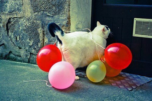 cats pets animals sweet dr martha castro noriega mexico california los angeles america