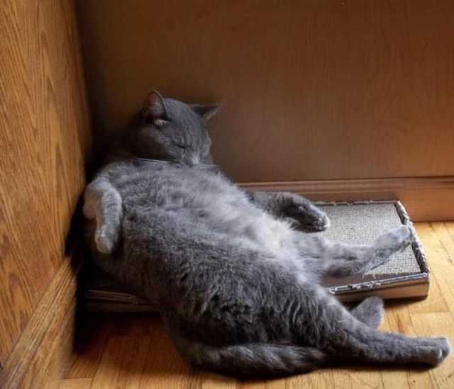 cats pets animals sweet dr martha castro noriega mexico california los angeles america