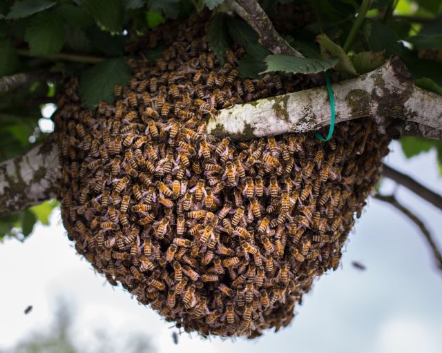 nature bees april food honey dra martha a castro noriega tijuana mexico california usa