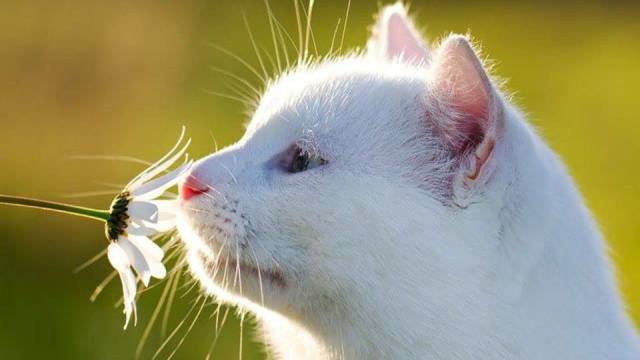 cats kitties pets animals dr martha castro mexico tijuana california
