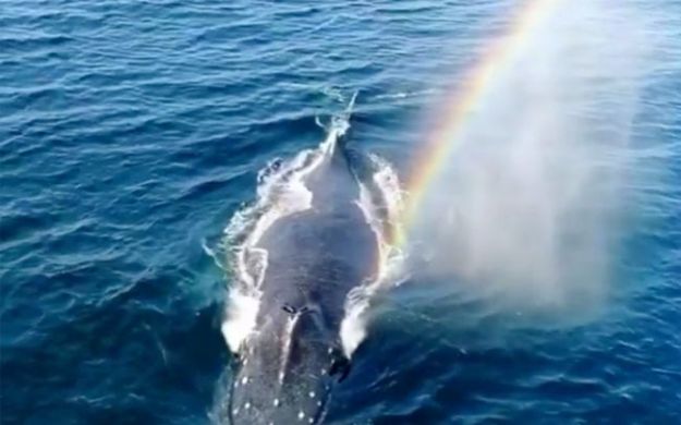 save whales dra martha castro tijuana california usa