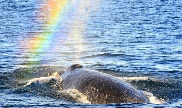save whales dra martha castro tijuana california usa