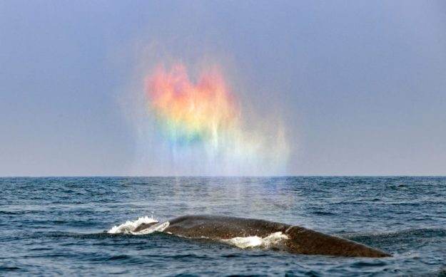 save whales dra martha castro tijuana california usa