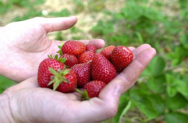 Strawberry Fiesta Messy Delicious Dr Martha Castro Mexico