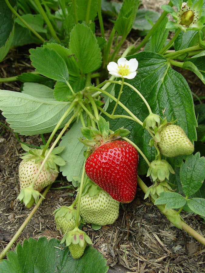Strawberry Fiesta Messy Delicious Dr Martha Castro Mexico