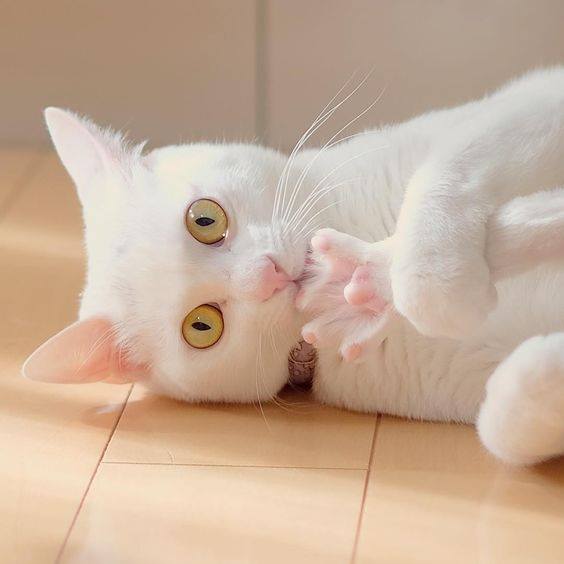 cats cute doctora martha castro tijuana baja california usa los angeles america states