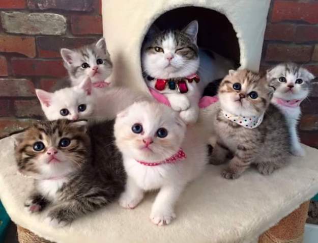 cats cute doctora martha castro tijuana baja california usa los angeles america states