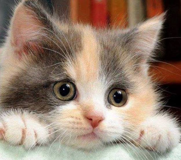 cats cute doctora martha castro tijuana baja california usa los angeles america states