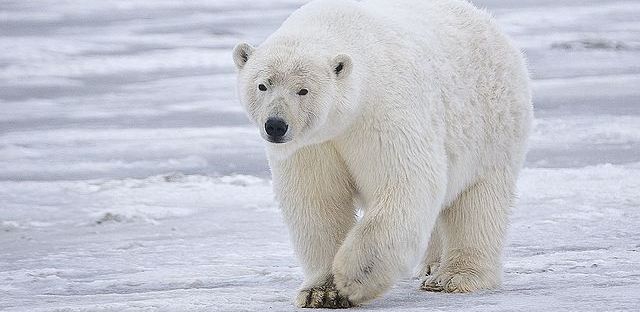 polar-bears-dra-martha-castro-noriega-tijuana