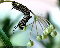 gardening nature sustainability jardinería mariposas evolución dra martha castro noriega tijuana mex