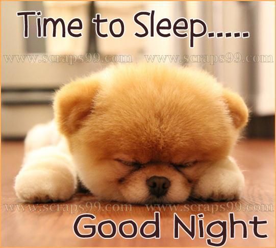 good night cats humor dra martha castro noriega mexico tijuana