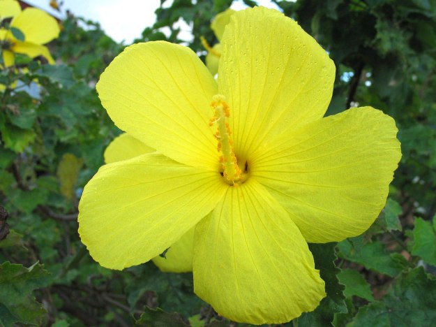 flowers nature dra martha castro noriega tijuana https://drmarthacastrodoctor.wordpress.com/