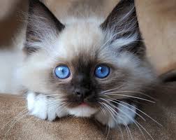 cat cats kitties kittens pets animals dra martha castro noriega mexico tijuana