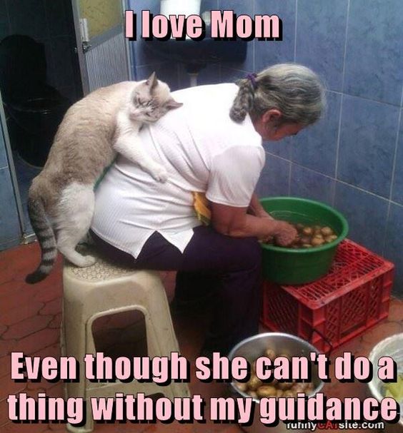 caturday cats animal love funny dra martha castro noriega tijuana baja california los angeles america usa