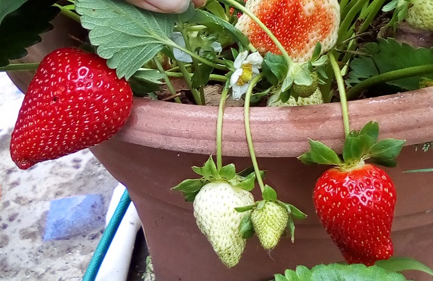 gardening dra martha castro noriega tijuana mexico