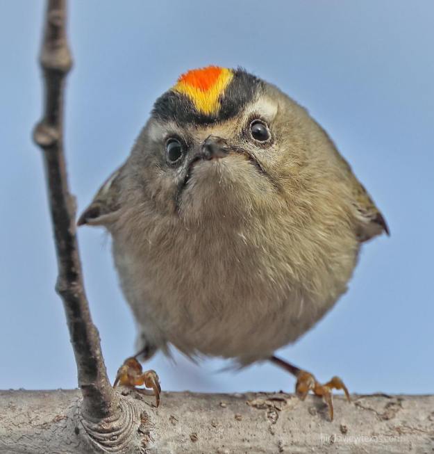 Stunning Birds
