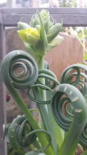 plant wonder beauty dra martha castro noriega mexico