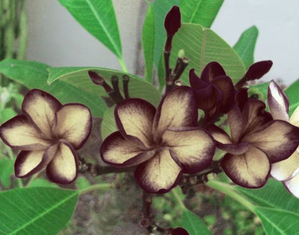 plumerias dra martha castro noriega tijuana mexico