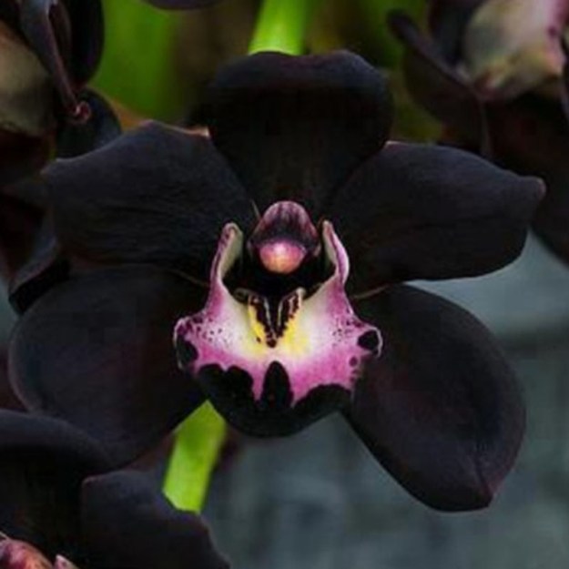 flowers nature dra martha castro noriega https://drmarthacastrodoctor.com/