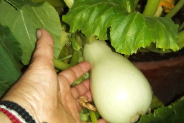 gardening dra martha castro noriega tijuana mexico
