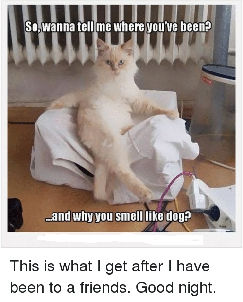 good night cats humor dra martha castro noriega mexico tijuana