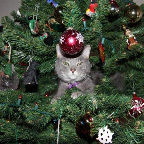 merry christmas 2020 dr martha castro noriega mexico tijuana