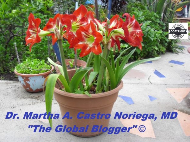 inspiration motivation nature thankful kindness dra martha castro noriega tijuana mexico california usa