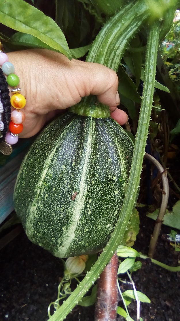 gardening dra martha castro noriega tijuana mexico