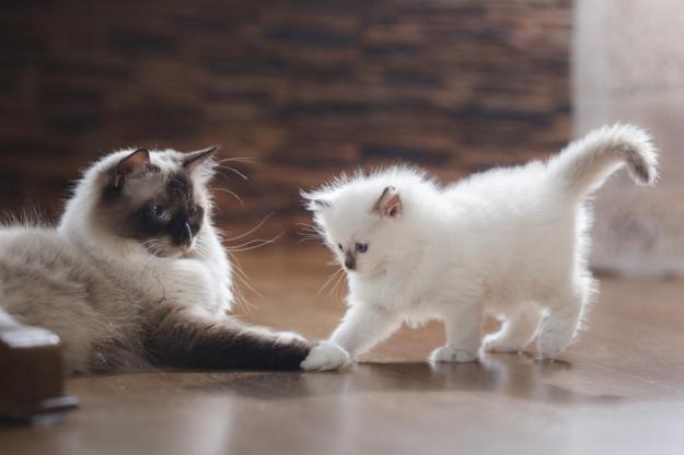 cat cats kitties kittens pets animals dra martha castro noriega mexico tijuana