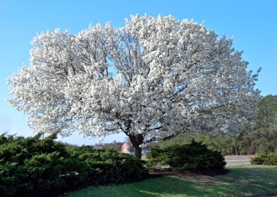 Beautiful tree