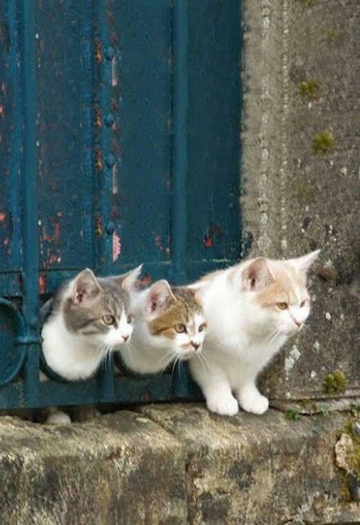 cats funny kitties pets animals inspiration humor dra martha castro noriega tijuana mexico