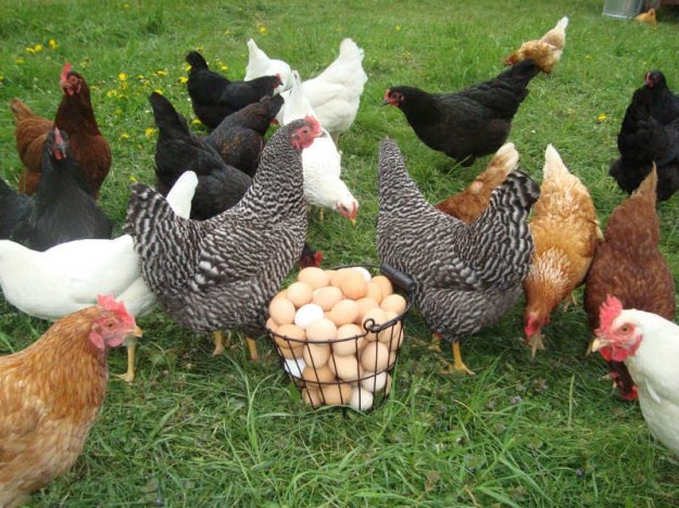 animals sustainability hens eggs food urban farm dra martha castro noriega tijuana california usa