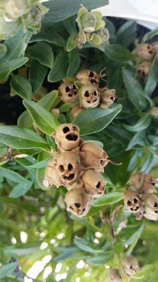plant wonder beauty dra martha castro noriega mexico