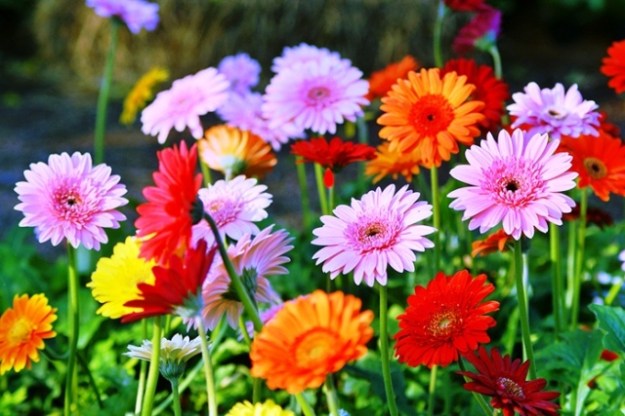 anxiety inspiration stress health dra martha castro tijuana baja california mexico usa