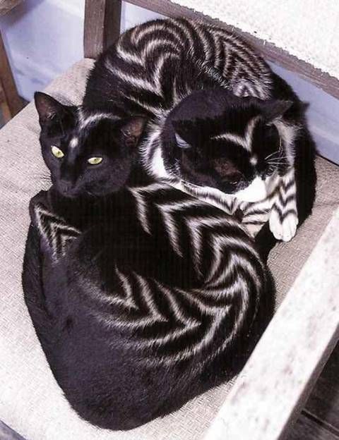 cats pets animals dra martha castro noriega tijuana 