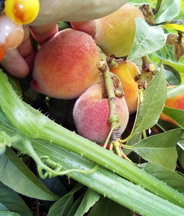 fruit dra martha castro noriega tijuana mexico