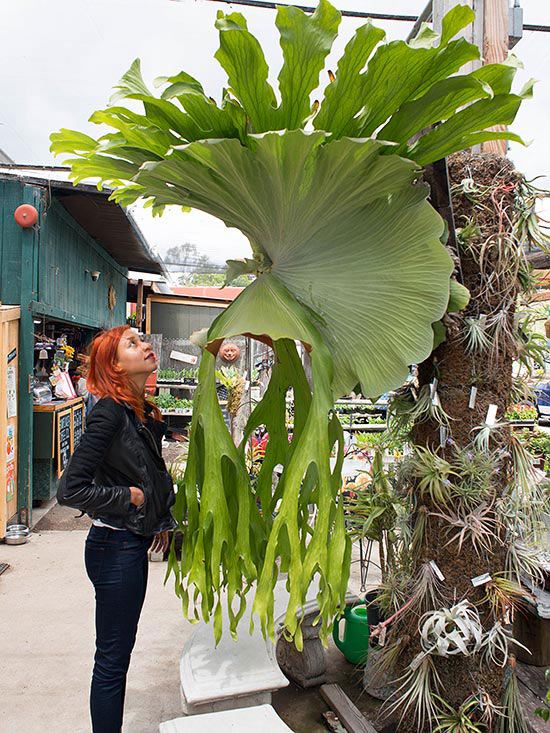 plant wonder beauty dra martha castro noriega mexico