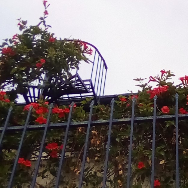 nature flowers dra martha castro tijuana mexico https://drmarthacastrodoctor.com/
